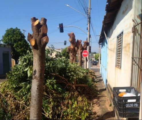 PMA reitera alerta contra podas drásticas de árvores em Cassilândia